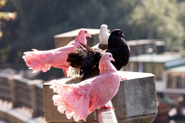 更是讴歌历 更是讴歌历